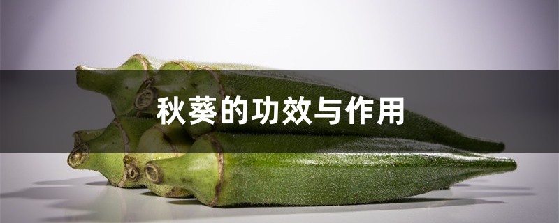秋葵的功效与作用 秋葵的功效与作用