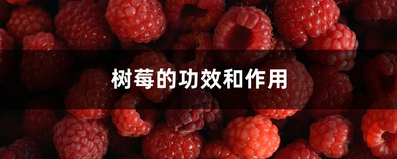 树莓的功效和作用 树莓的功效和作用