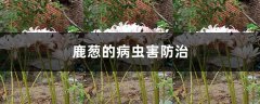 鹿葱的病虫害防治