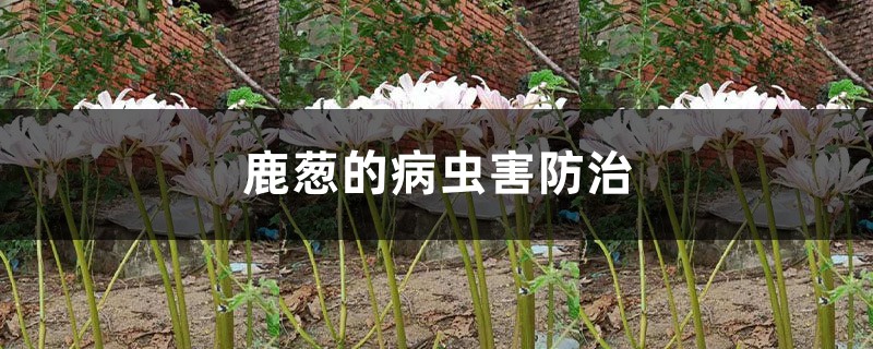 鹿葱的病虫害防治 鹿葱的病虫害防治
