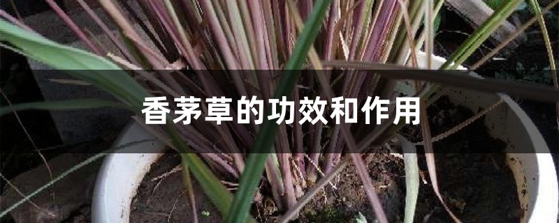 香茅草的功效和作用 香茅草的功效和作用