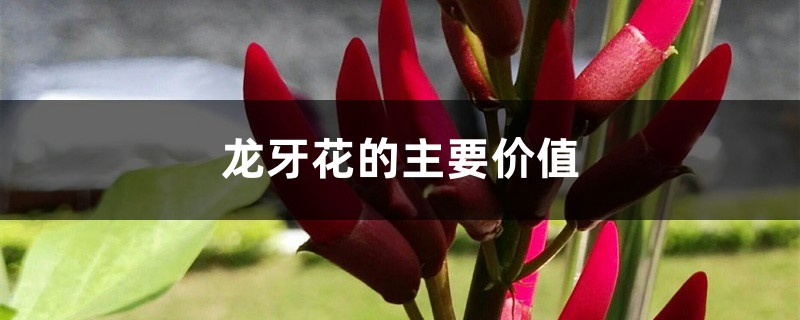 龙牙花的主要价值 龙牙花的主要价值