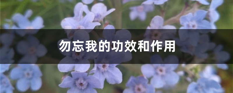 勿忘我的功效和作用