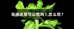 非洲冰草可以吃吗？怎么吃？