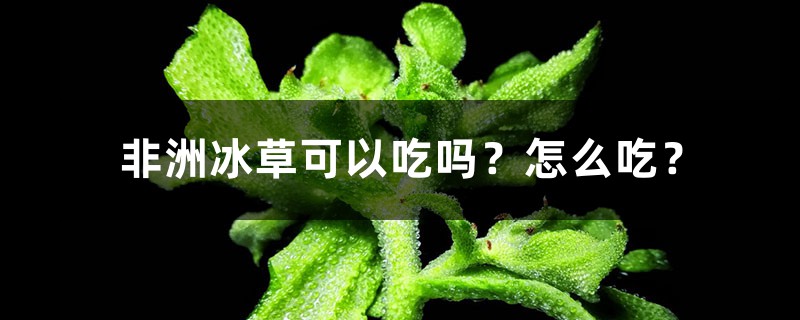 非洲冰草可以吃吗?怎么吃? 非洲冰草可以吃吗?怎么吃?