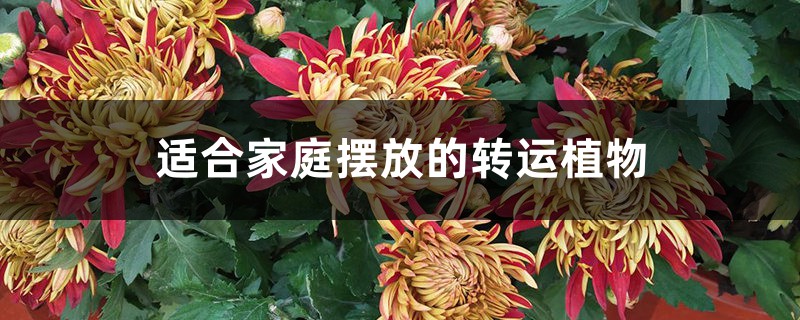 适合家庭摆放的转运植物 适合家庭摆放的转运植物