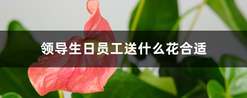 领导生日员工送什么花合适