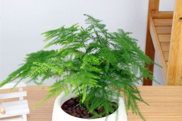 这些花放对了,家人才能越来越健康! 这些花放对了,家人才能越来越健康!
