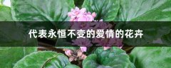 代表永恒不变的爱情的花卉