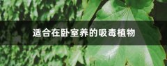 适合在卧室养的吸毒植物