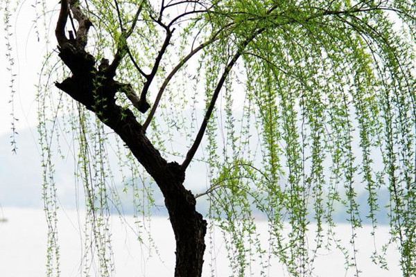 柳树的花语和传说 柳树的花语和传说