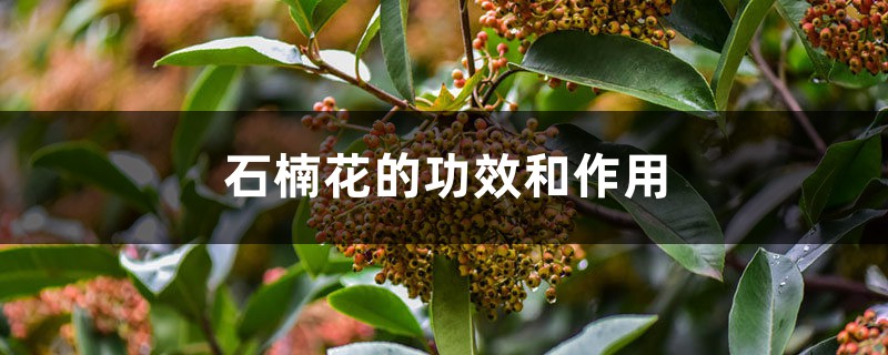 石楠花的功效和作用 石楠花的功效和作用