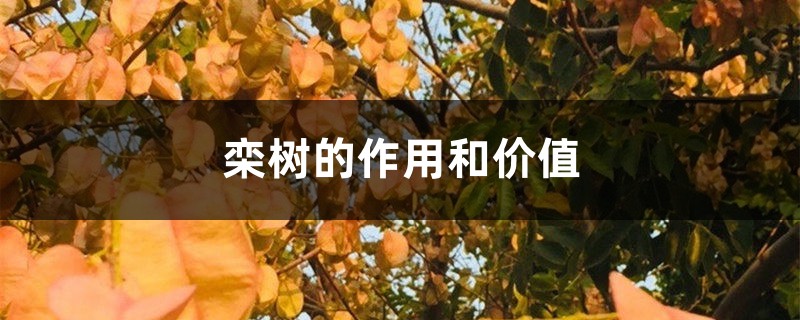 栾树的作用和价值 栾树的作用和价值