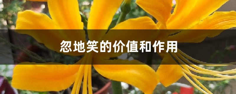 忽地笑的价值和作用 忽地笑的价值和作用