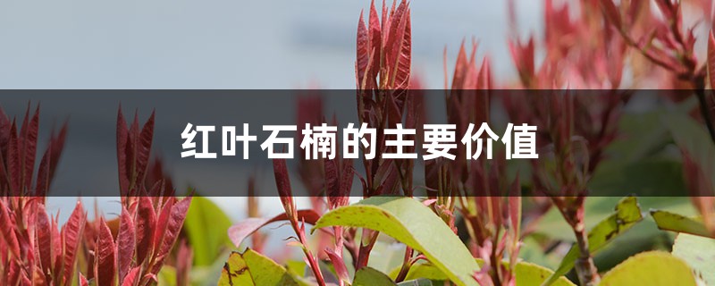 红叶石楠的主要价值 红叶石楠的主要价值