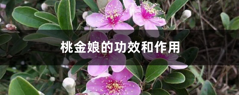 桃金娘的功效和作用 桃金娘的功效和作用