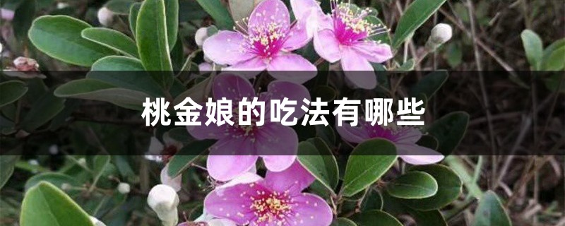 桃金娘的吃法有哪些 桃金娘的吃法有哪些