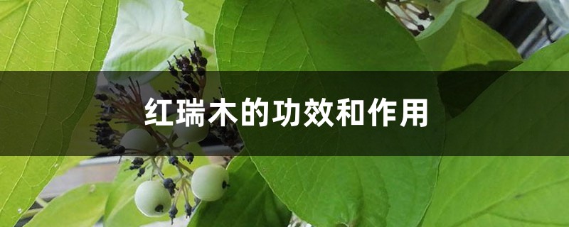 红瑞木的功效和作用 红瑞木的功效和作用