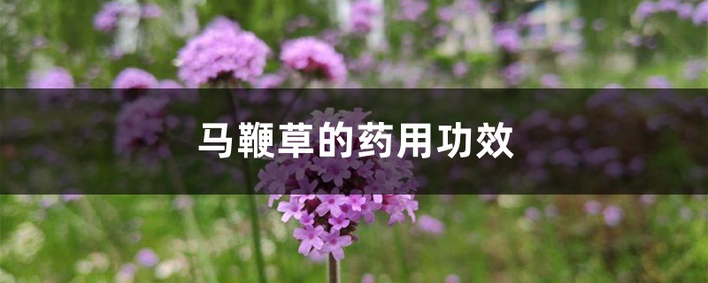 马鞭草的药用功效 马鞭草的药用功效