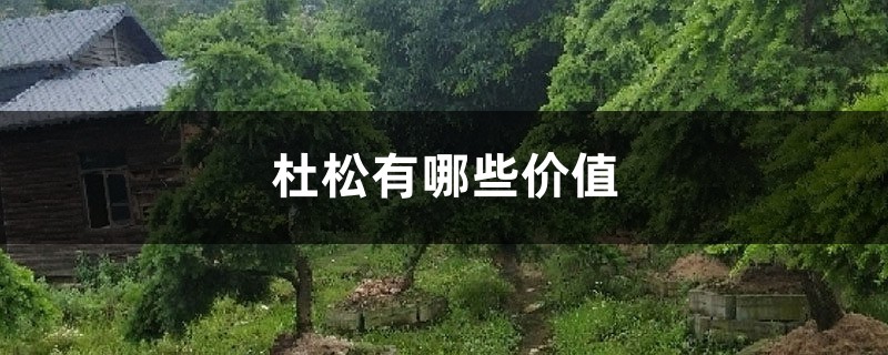 杜松有哪些价值 杜松有哪些价值