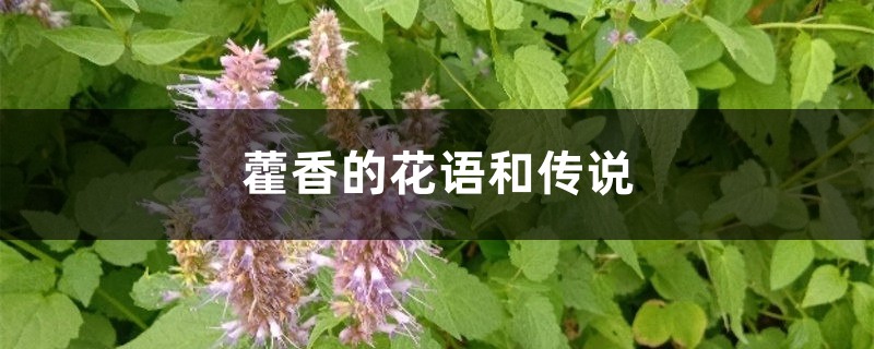 藿香的花语和传说