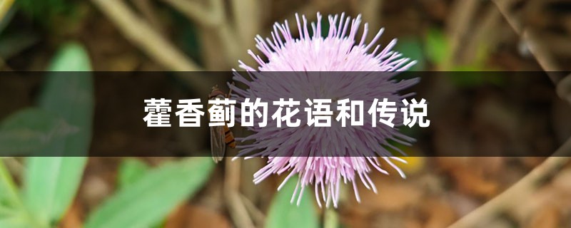 藿香蓟的花语和传说