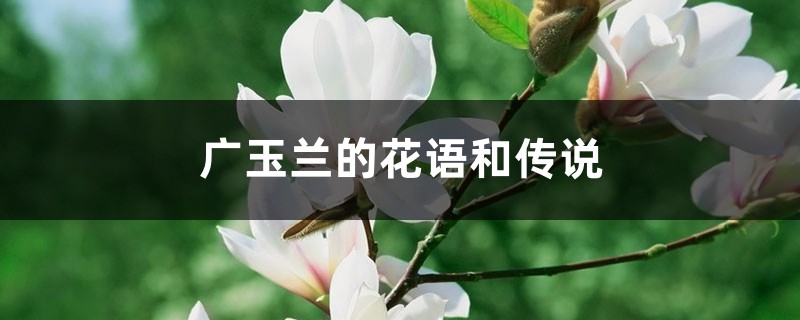 广玉兰的花语和传说