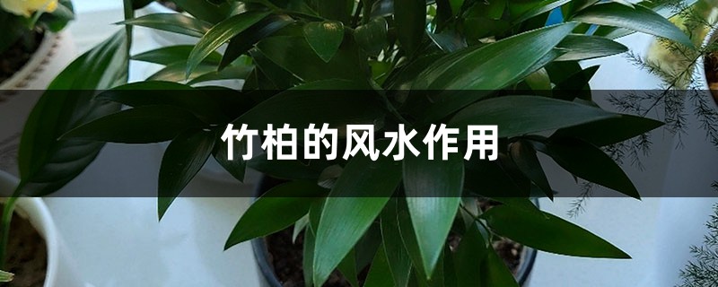 竹柏的风水作用 竹柏的风水作用