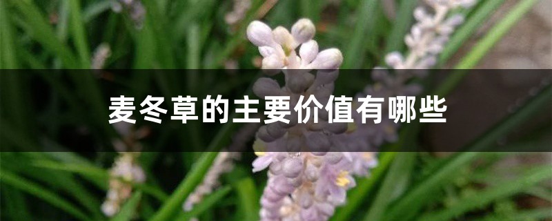 麦冬草的主要价值有哪些 麦冬草的主要价值有哪些