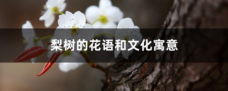 梨树的花语和文化寓意 梨树的花语和文化寓意