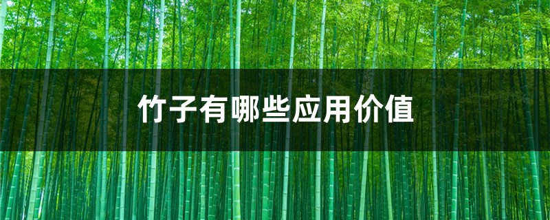 竹子有哪些应用价值 竹子有哪些应用价值