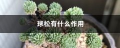 球松有什么作用