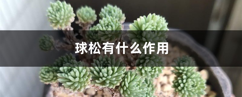 球松有什么作用 球松有什么作用