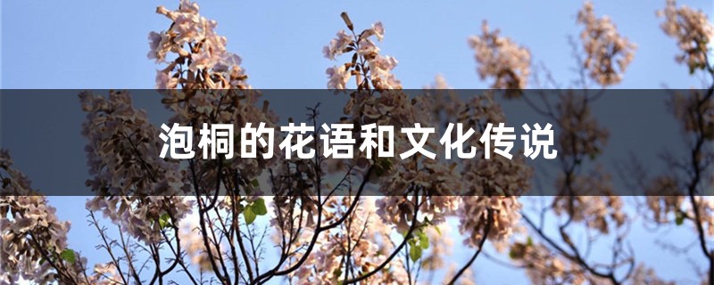 泡桐的花语和文化传说 泡桐的花语和文化传说