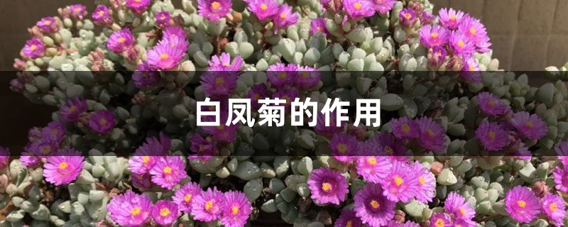 白凤菊的作用 白凤菊的作用