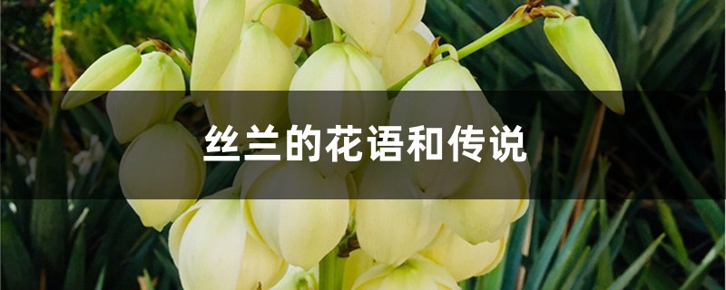 丝兰的花语和传说 丝兰的花语和传说