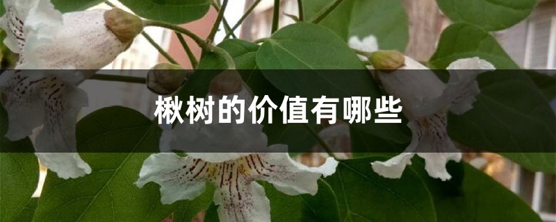 楸树的价值有哪些 楸树的价值有哪些