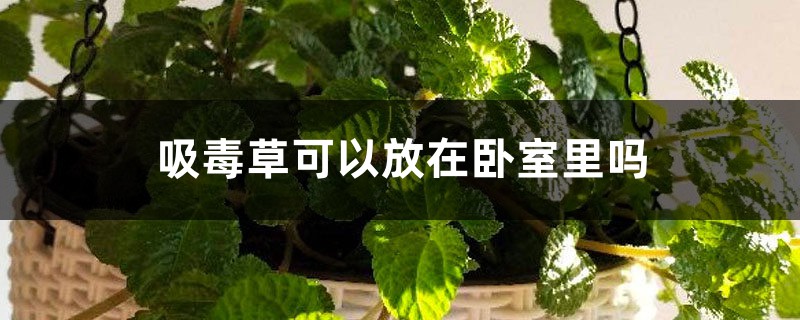 吸毒草可以放在卧室里吗 吸毒草可以放在卧室里吗