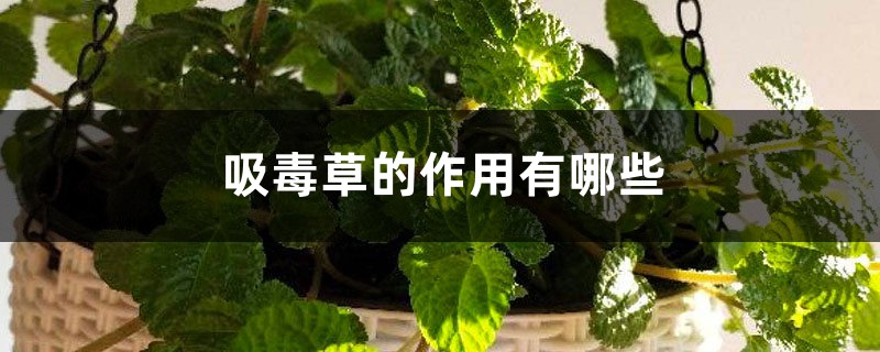吸毒草的作用有哪些 吸毒草的作用有哪些