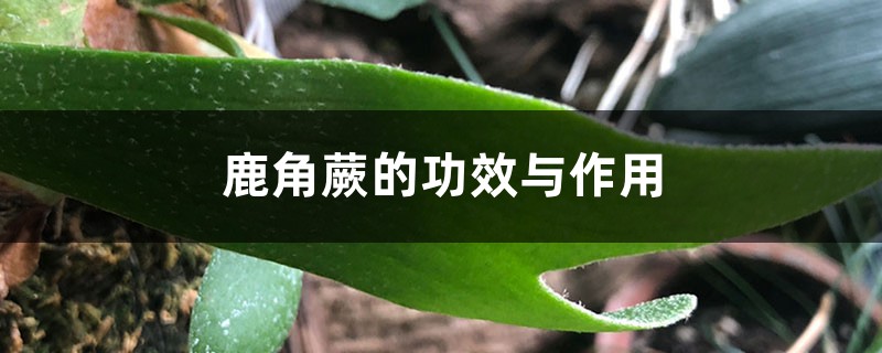 鹿角蕨的功效与作用 鹿角蕨的功效与作用