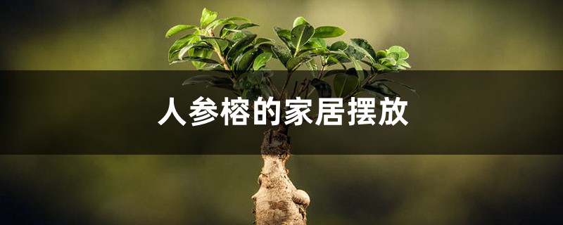 人参榕的家居摆放 人参榕的家居摆放