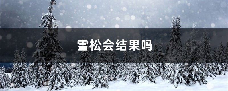 雪松会结果吗 雪松会结果吗