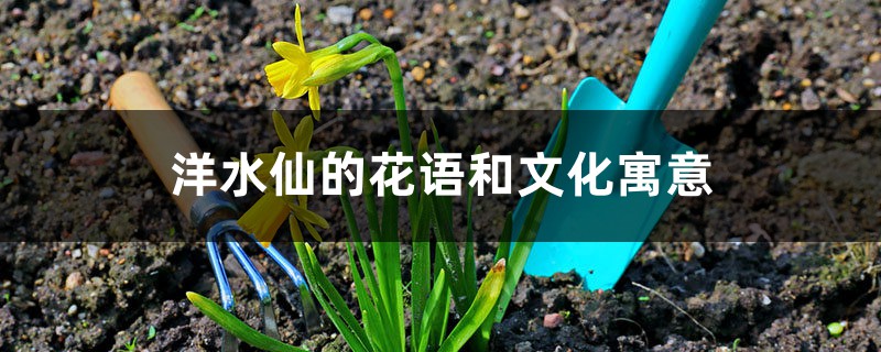 洋水仙的花语和文化寓意 洋水仙的花语和文化寓意