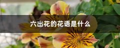 六出花的花语是什么