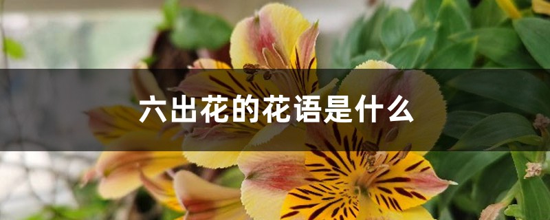 六出花的花语是什么