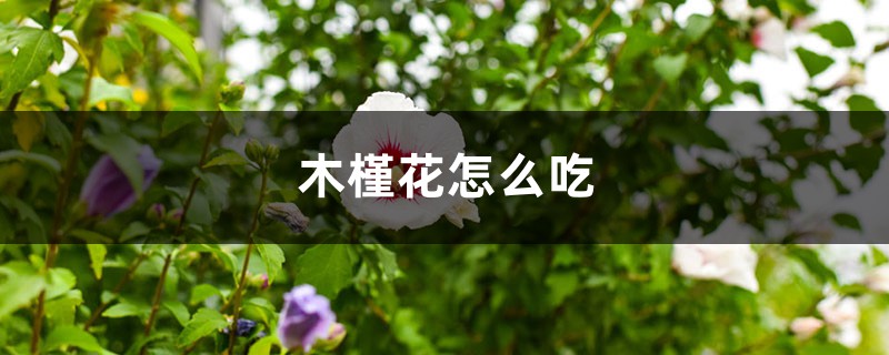木槿花怎么吃 木槿花怎么吃