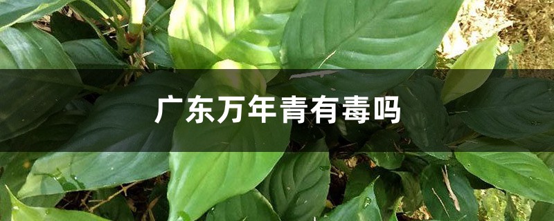 广东万年青有毒吗 广东万年青有毒吗