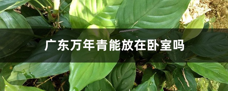 广东万年青能放在卧室吗