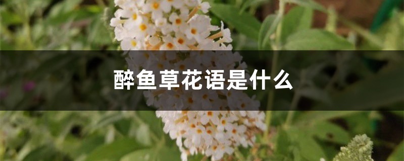 醉鱼草花语是什么 醉鱼草花语是什么