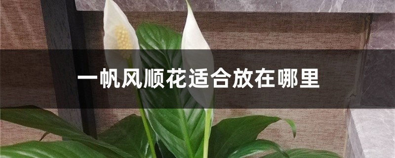 一帆风顺花适合放在哪里 一帆风顺花适合放在哪里